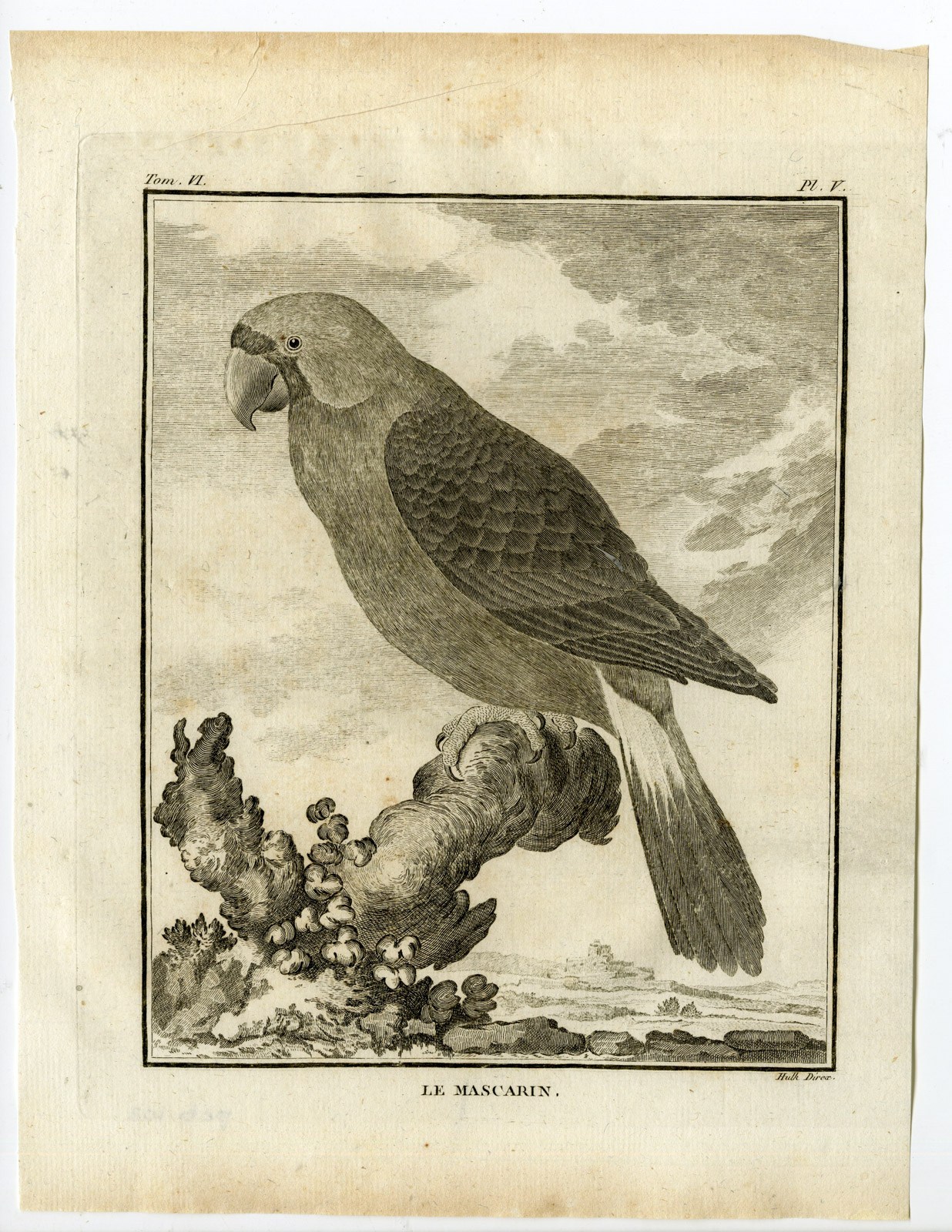 , Antique Print-MASCARENE PARROT-MASCARINUS-PL. 5-de Seve-Buffon-Hulk-1775, Pictura Antique Prints