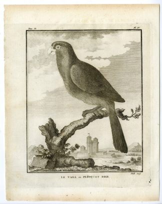 Antique Print-LESSER VASA PARROT-BLACK-CORACOPSIS NIGRA-PL. 4-Buffon-Hulk-1775