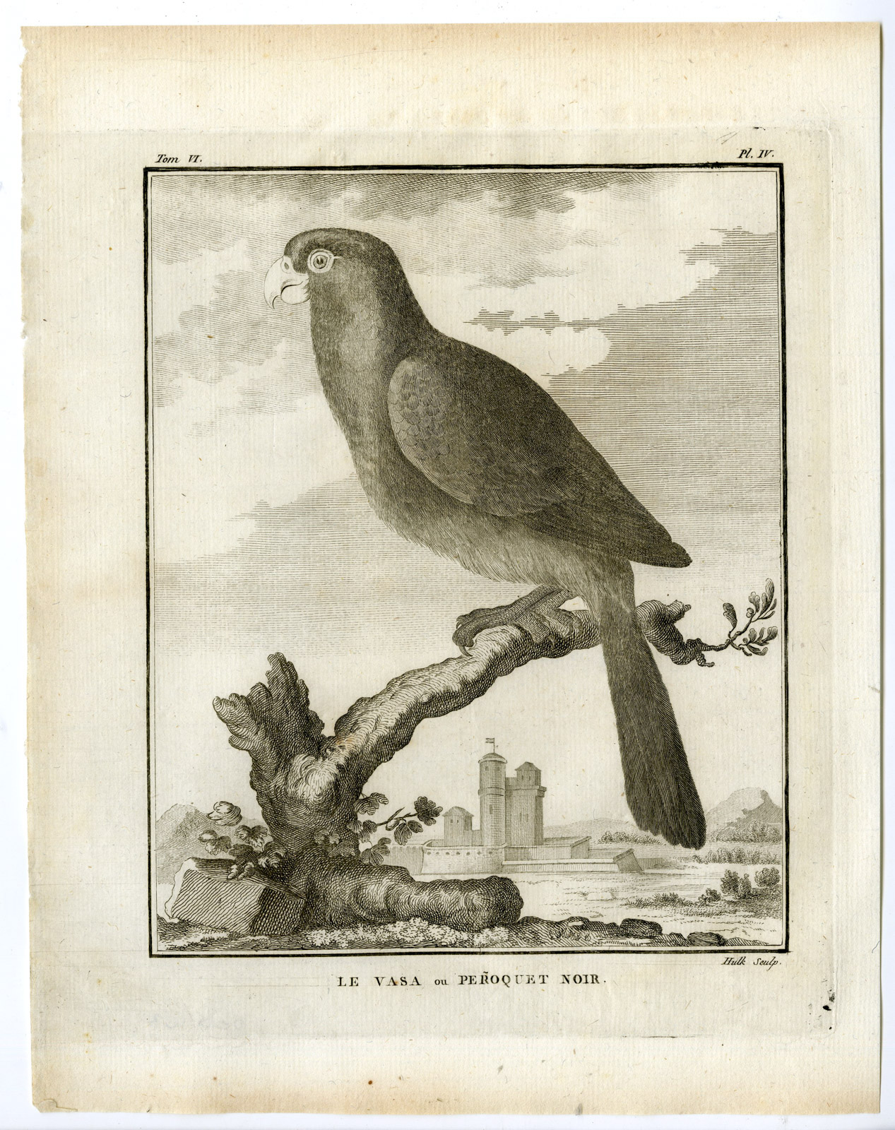 , Antique Print-LESSER VASA PARROT-BLACK-CORACOPSIS NIGRA-PL. 4-Buffon-Hulk-1775, Pictura Antique Prints