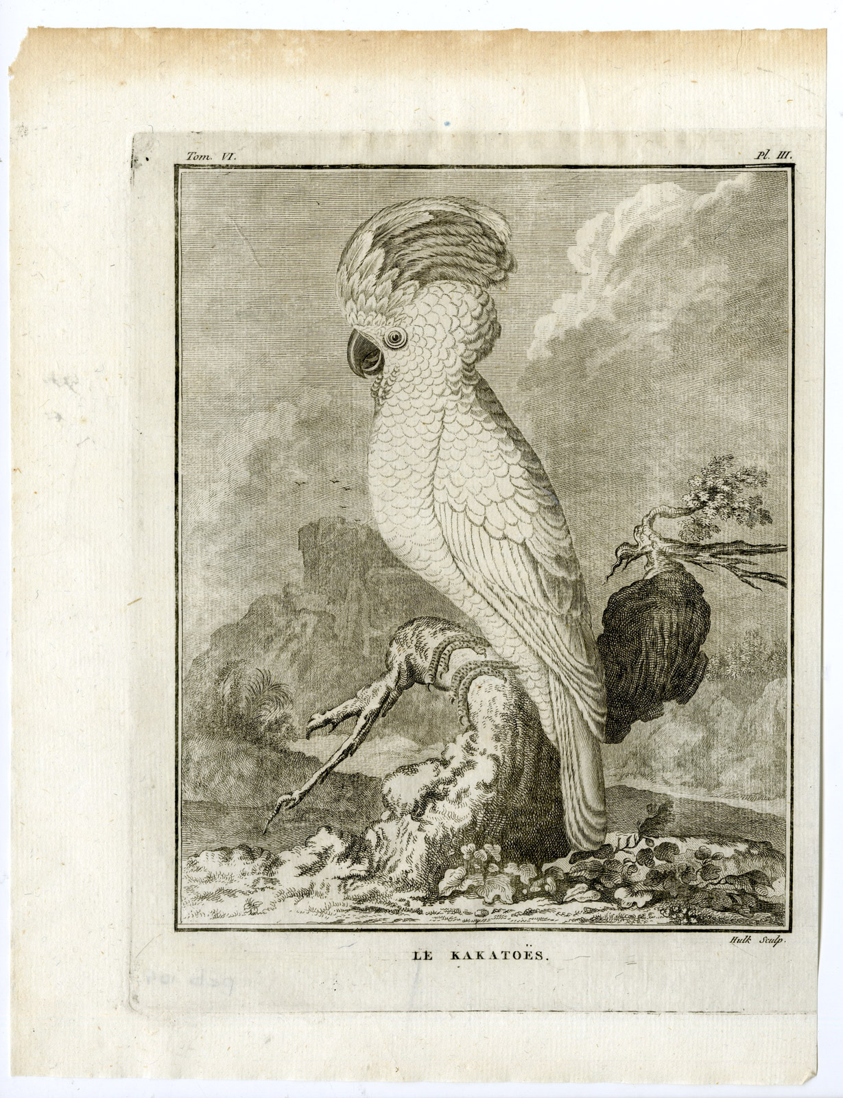 , Antique Print-SULPHUR CRESTED COCKATOO-CACATUA GALERITA-PL. 3-Buffon-Hulk-1775, Pictura Antique Prints