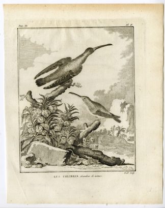 Antique Print-HUMMINGBIRDS-COLIBRIS-TROCHILIDAE-PL. 2-de Seve-Buffon-Hulk-1775