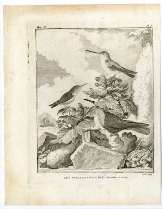 Antique Print-HUMMINGBIRDS-COLIBRIS-TROCHILIDAE-PL. 1-de Seve-Buffon-Hulk-1775