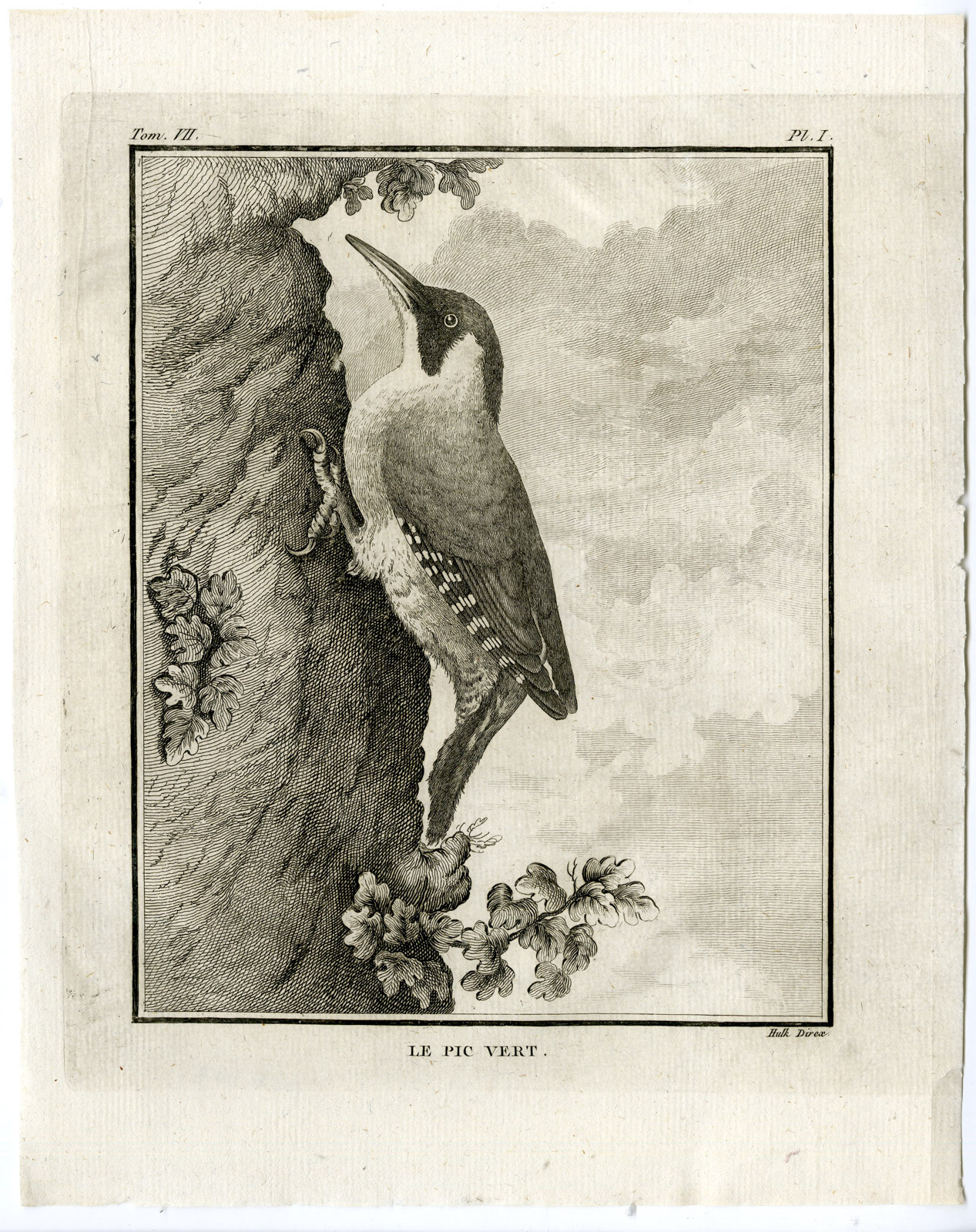 , Antique Print-EUROPEAN GREEN WOODPECKER-PICUS VIRIDIS-PL. 1-Buffon-Hulk-1775, Pictura Antique Prints