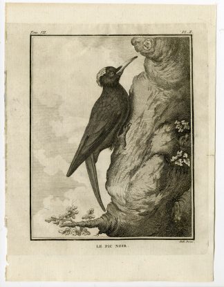 Antique Print-BLACK WOODPECKER-DRYOCOPUS MARTIUS-PL. 1-de Seve-Buffon-Hulk-1775
