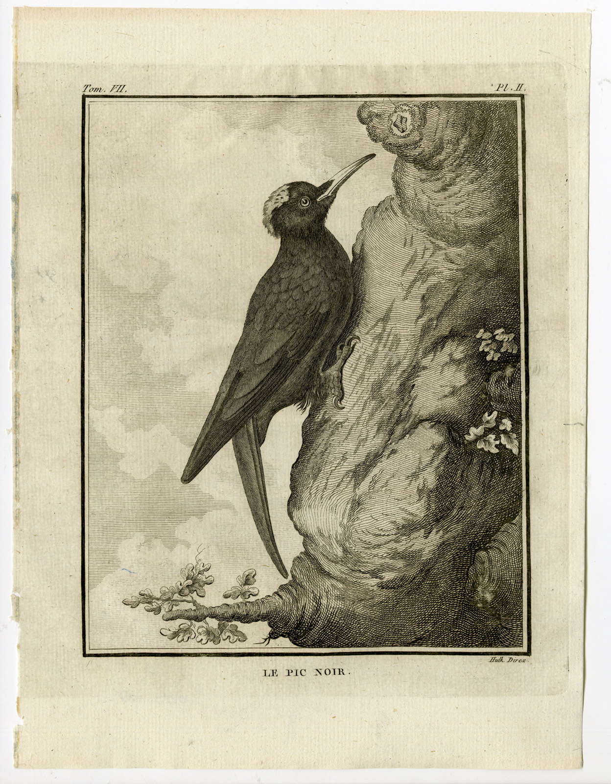 , Antique Print-BLACK WOODPECKER-DRYOCOPUS MARTIUS-PL. 1-de Seve-Buffon-Hulk-1775, Pictura Antique Prints