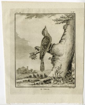 Antique Print-EURASIAN WRYNECK-JYNX TORQUILLA-PL. 3-de Seve-Buffon-Hulk-1775