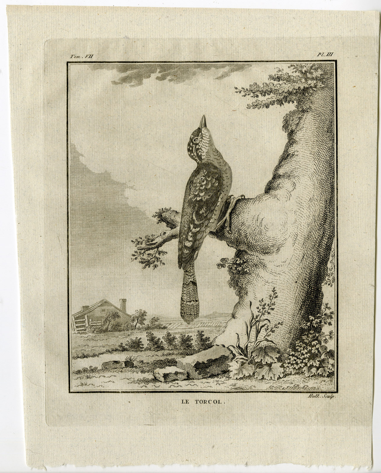, Antique Print-EURASIAN WRYNECK-JYNX TORQUILLA-PL. 3-de Seve-Buffon-Hulk-1775, Pictura Antique Prints