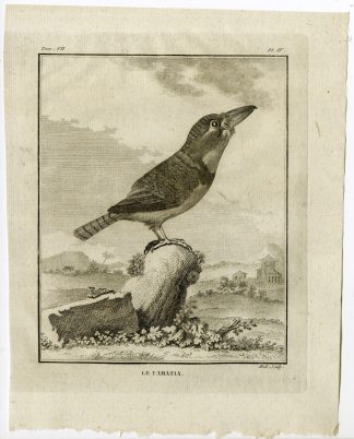 Antique Print-PUFFBIRD-TAMATIA-BUCCONIDAE-PL. 4-de Seve-Buffon-Hulk-1775