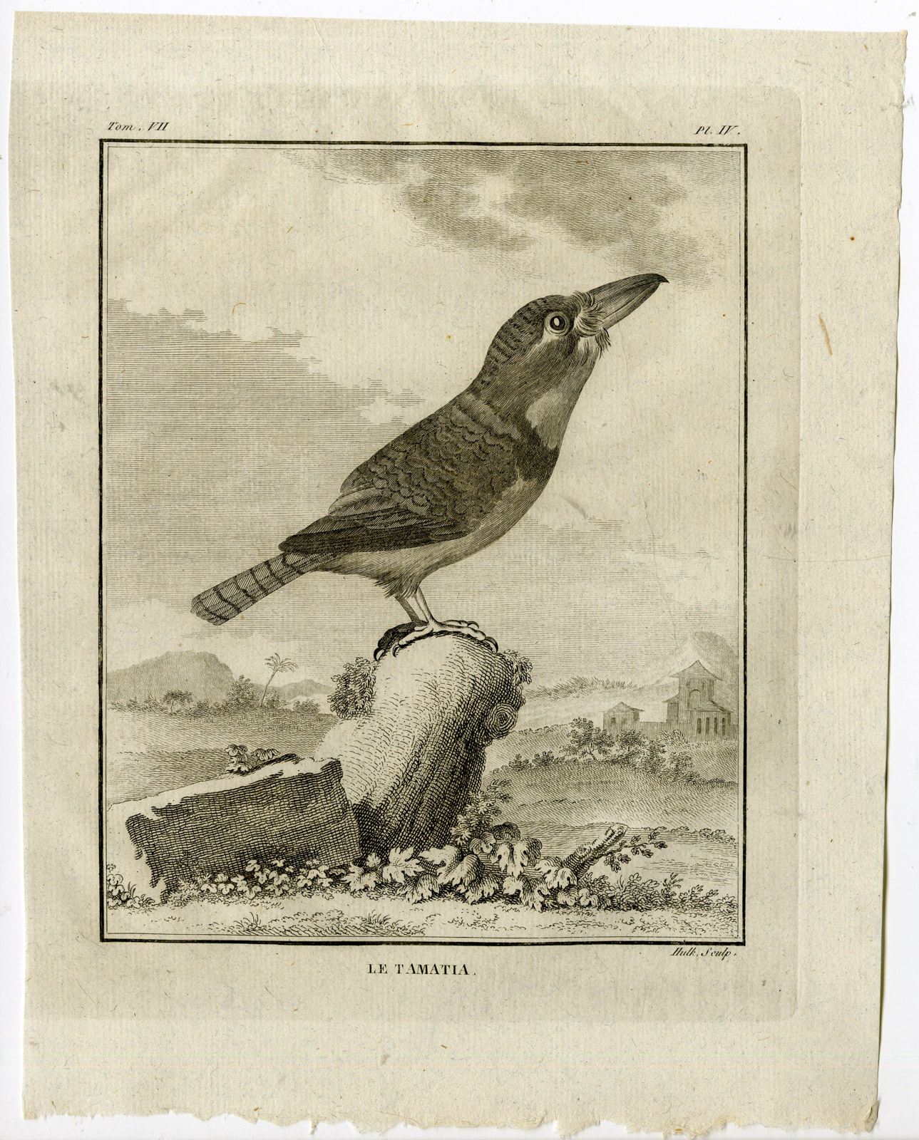 , Antique Print-PUFFBIRD-TAMATIA-BUCCONIDAE-PL. 4-de Seve-Buffon-Hulk-1775, Pictura Antique Prints