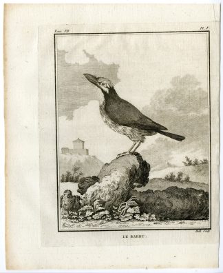 Antique Print-ASIAN BARBET-BARBU-MEGALAMIDAE-PL. 5-de Seve-Buffon-Hulk-1775