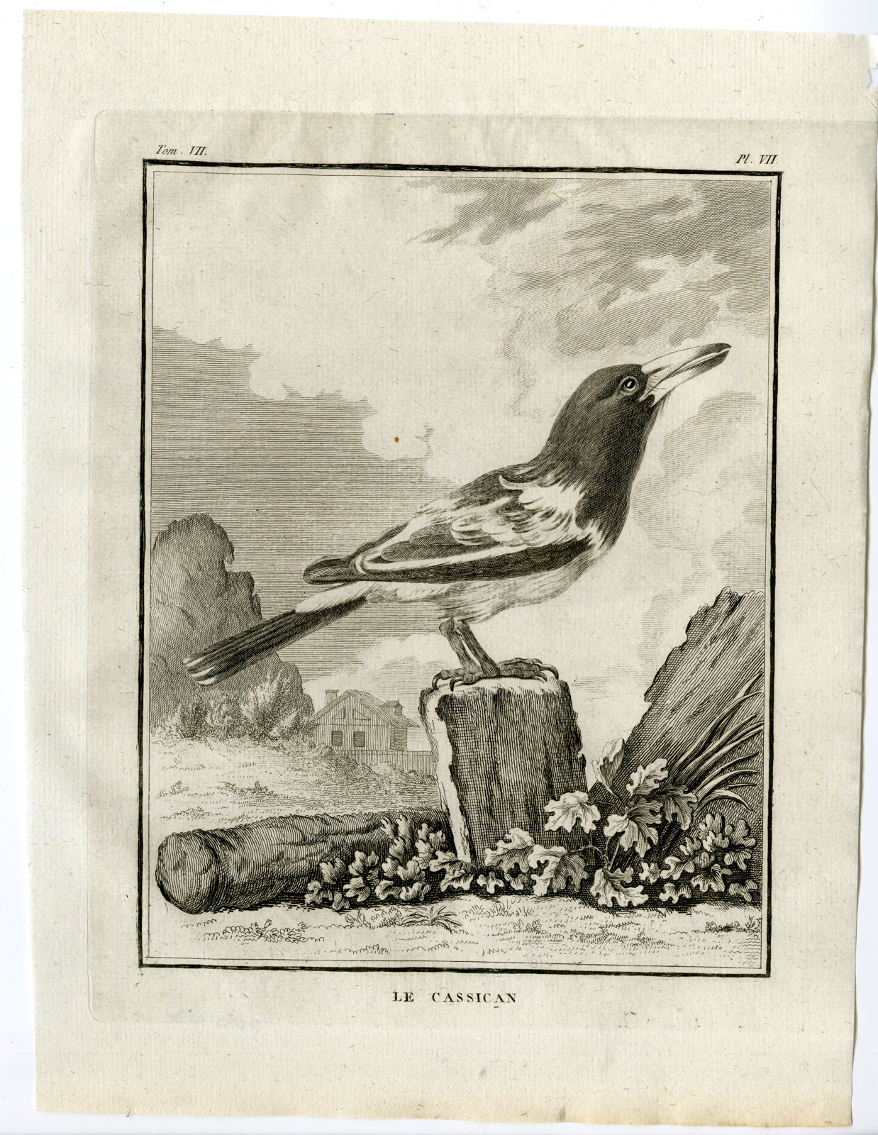 , Antique Print-AUSTRALIAN MAGPIE-GYMNORHINA TIBICEN-PL. 7-Buffon-Hulk-1775, Pictura Antique Prints