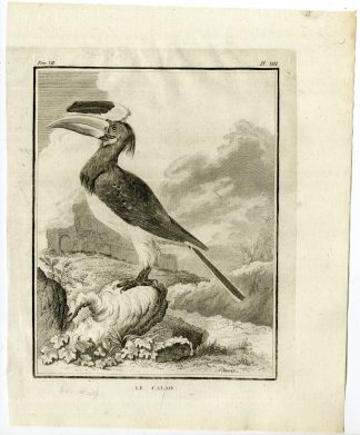 Antique Print-HORNBILL-CALAO-BUCEROTIDAE-PL. 8-de Seve-Buffon-Hulk-1775