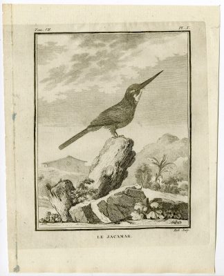 Antique Print-JACAMAR-GALBULIDAE-PL. 10-de Seve-Buffon-Hulk-1775