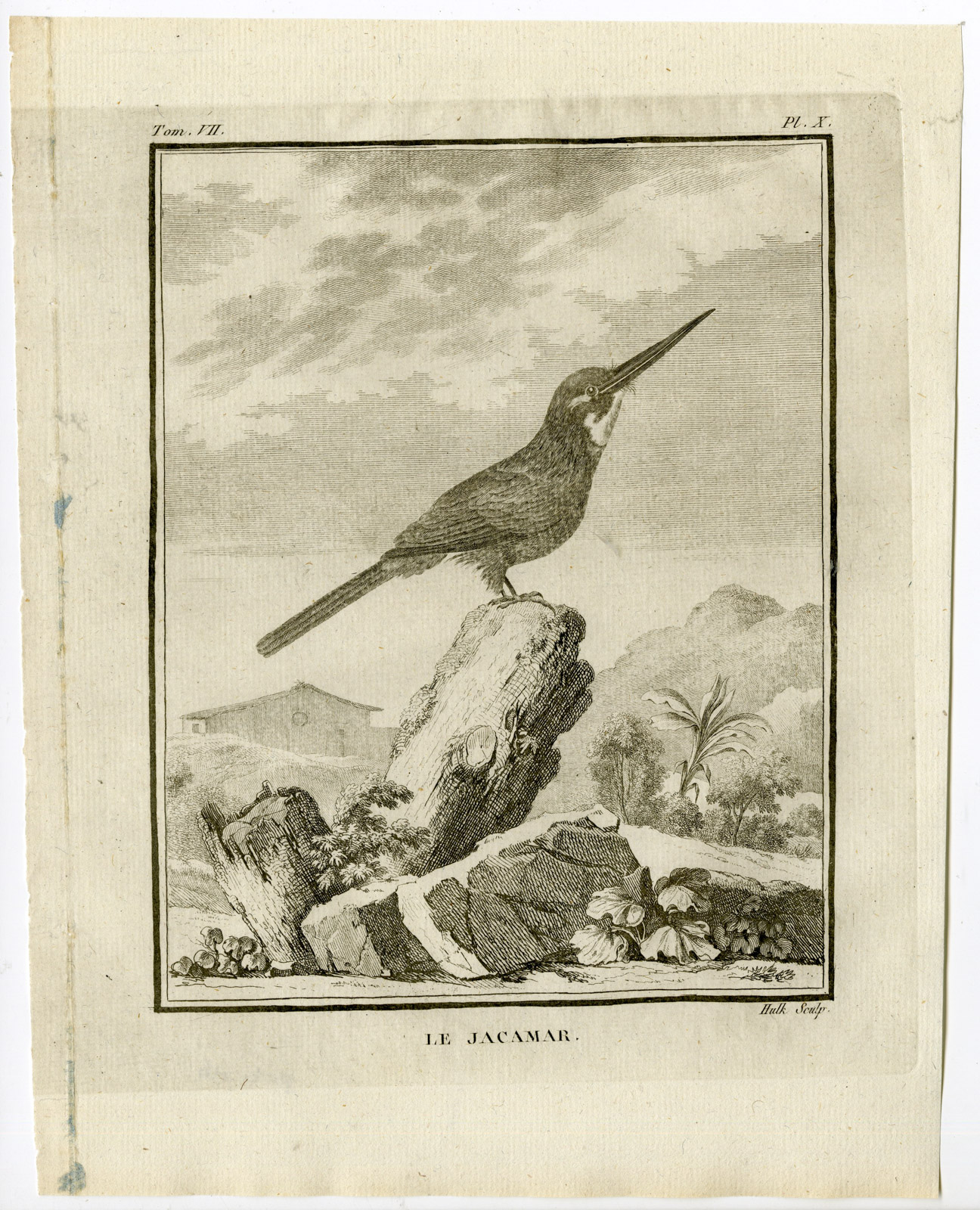 , Antique Print-JACAMAR-GALBULIDAE-PL. 10-de Seve-Buffon-Hulk-1775, Pictura Antique Prints