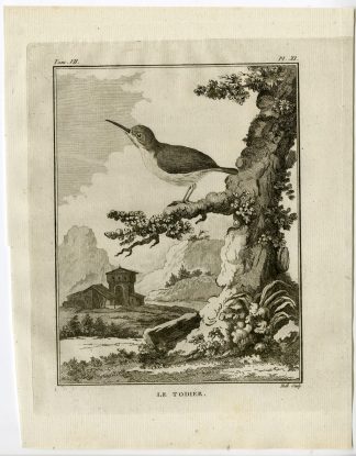 Antique Print-TODY-TODIER-TODIDAE-PL. 11-de Seve-Buffon-Hulk-1775
