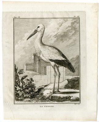 Antique Print-WHITE STORK-CICONIA-CIGOGNE-PL. 12-de Seve-Buffon-Hulk-1775