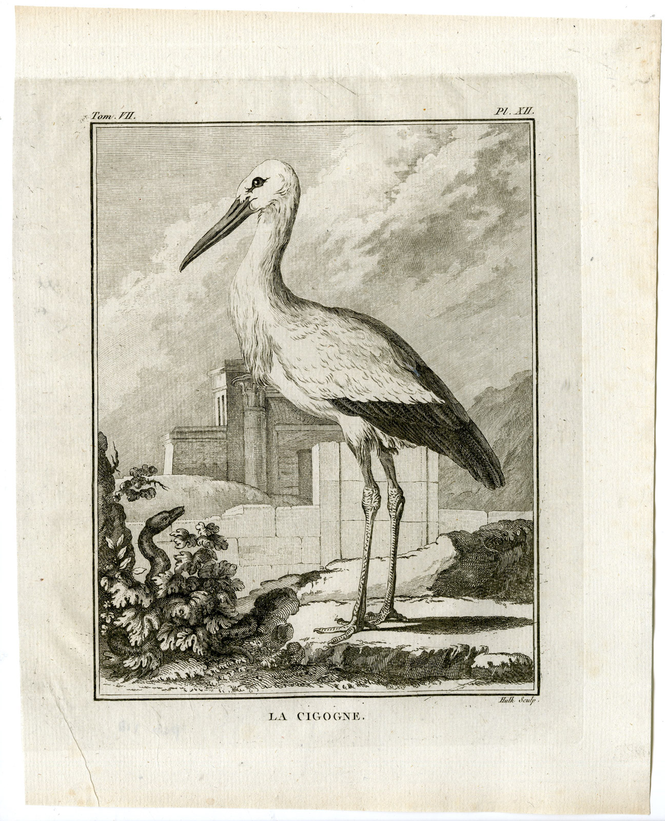 , Antique Print-WHITE STORK-CICONIA-CIGOGNE-PL. 12-de Seve-Buffon-Hulk-1775, Pictura Antique Prints