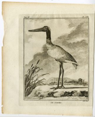 Antique Print-SADDLE BILLED STORK-JABIRU-SADDLEBILL-PL. 13-Buffon-Hulk-1775