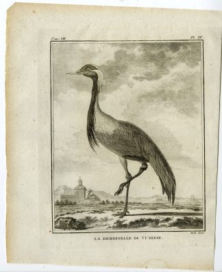 Antique Print-DEMOISELLE CRANE-GRUS VIRGO-PL. 15-de Seve-Buffon-Hulk-1775