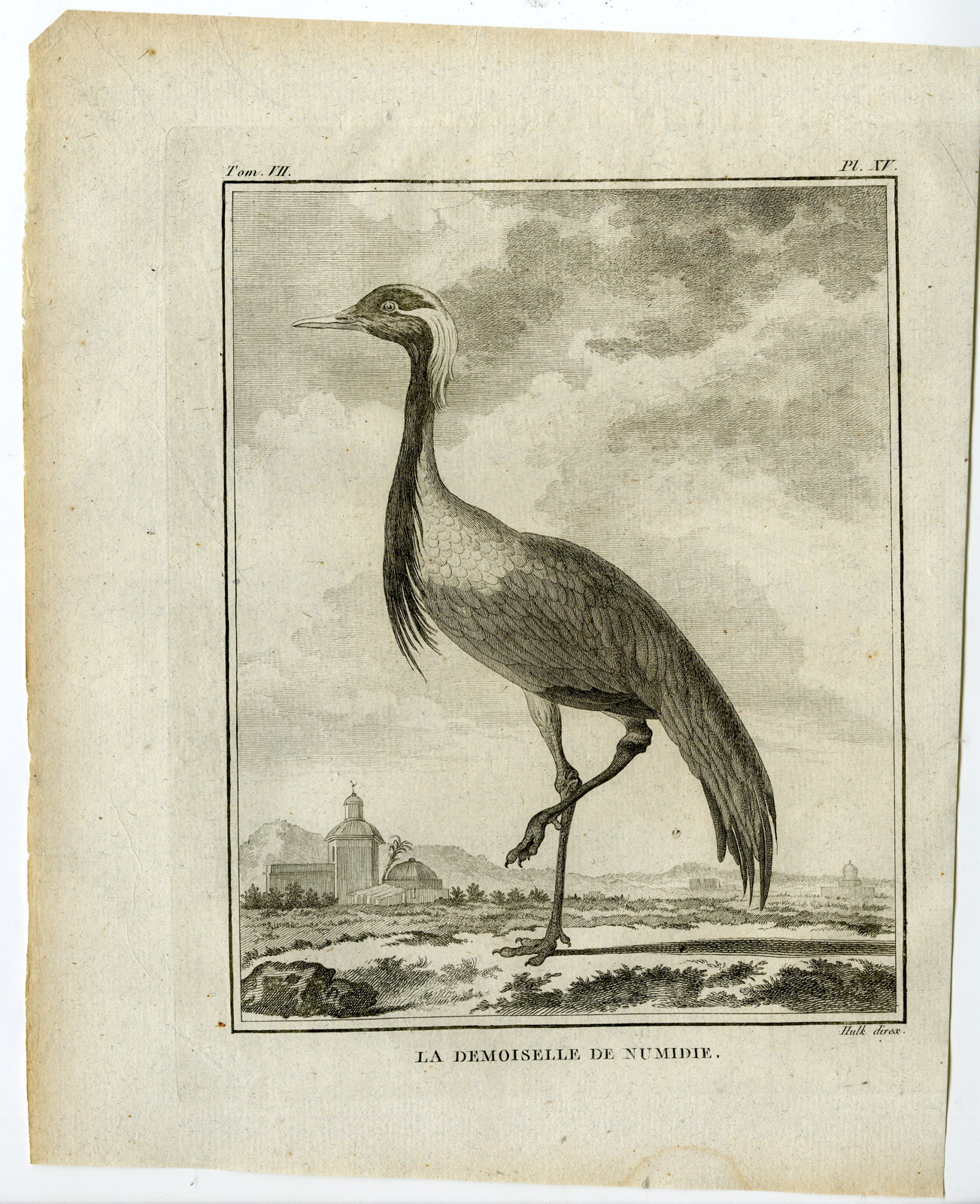 , Antique Print-DEMOISELLE CRANE-GRUS VIRGO-PL. 15-de Seve-Buffon-Hulk-1775, Pictura Antique Prints
