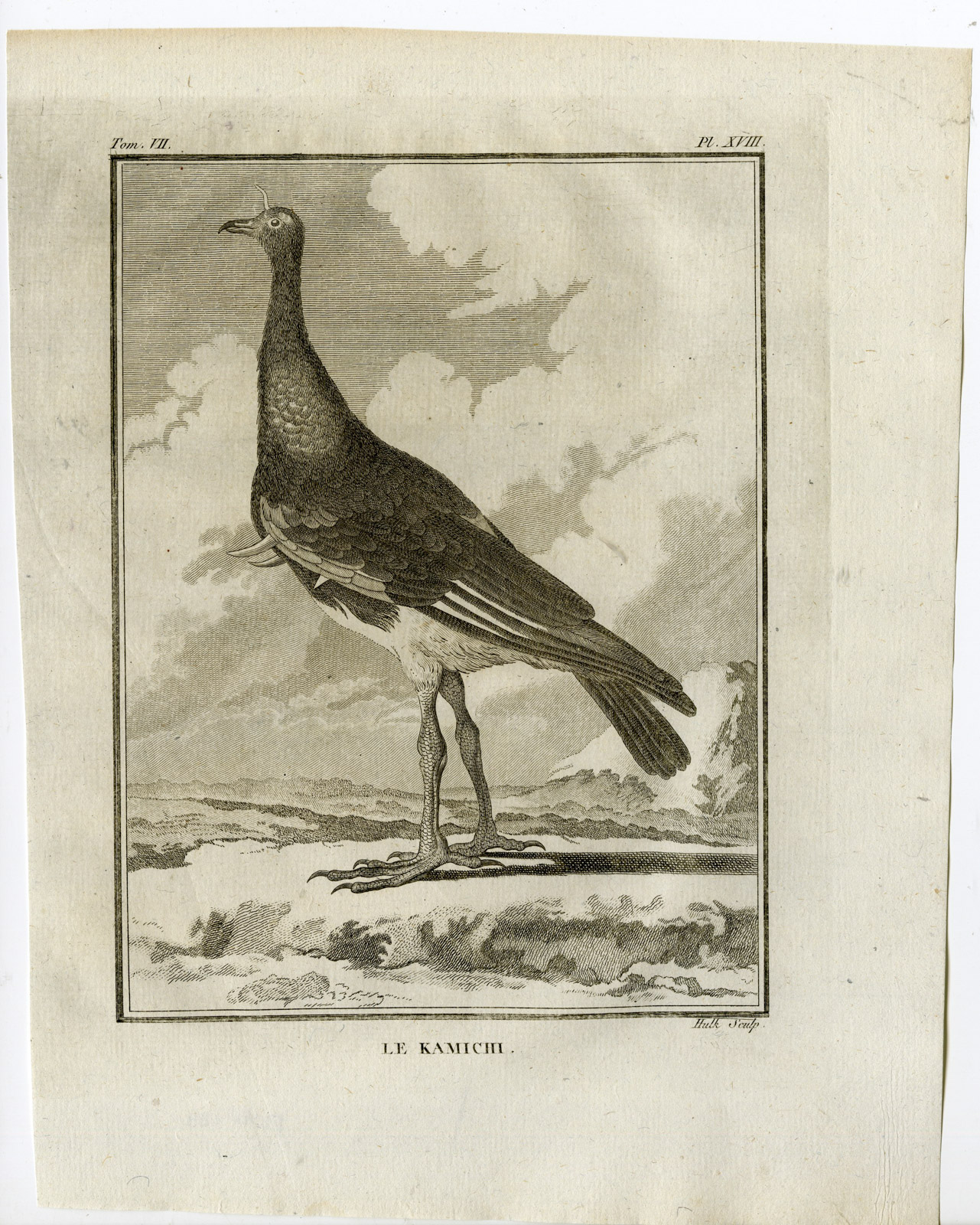 , Antique Print-HORNED SCREAMER-ANHIMA CORNUTA-PL. 18-de Seve-Buffon-Hulk-1775, Pictura Antique Prints