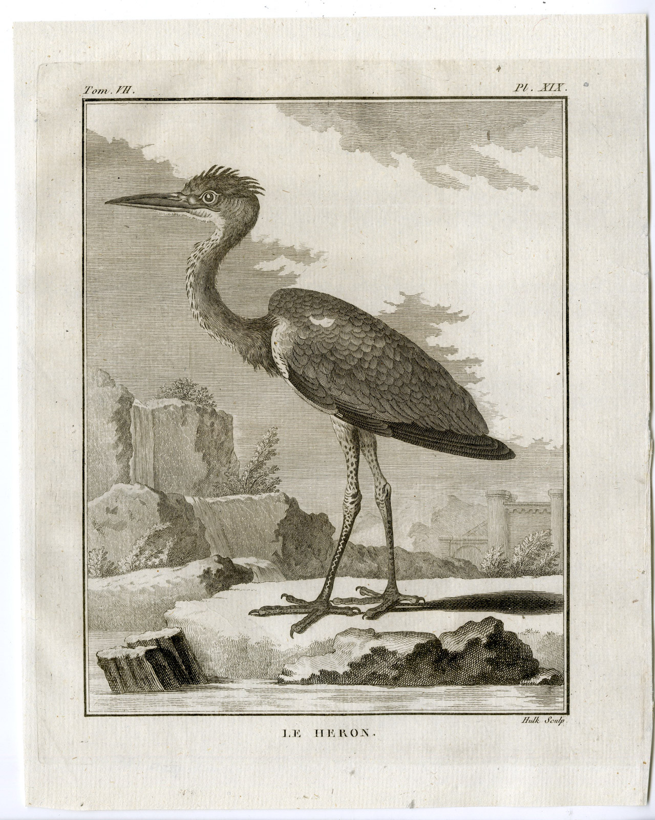 , Antique Print-HERON-EGRET-PL. 19-de Seve-Buffon-Hulk-1775, Pictura Antique Prints