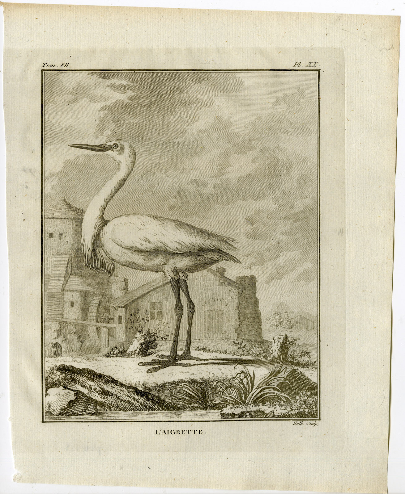 , Antique Print-HERON-EGRET-AIGRETTE-PL. 20-de Seve-Buffon-Hulk-1775, Pictura Antique Prints