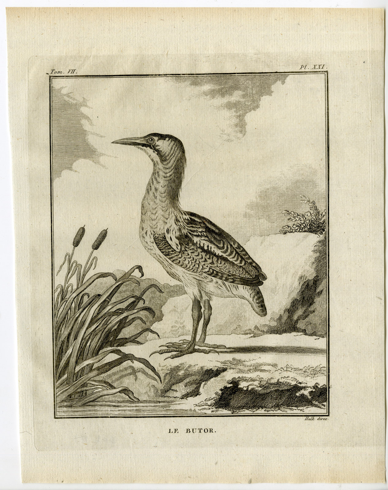 , Antique Print-EURASIAN BITTERN-BOTAURUS STELLARIS-P 21-de Seve-Buffon-Hulk-1775, Pictura Antique Prints