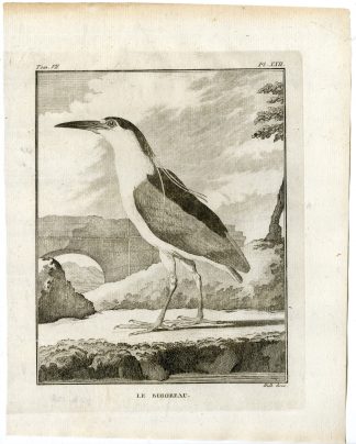 Antique Print-BLACK CROWNED NIGHT HERON-NYCTICORAX-P 22-de Seve-Buffon-Hulk-1775
