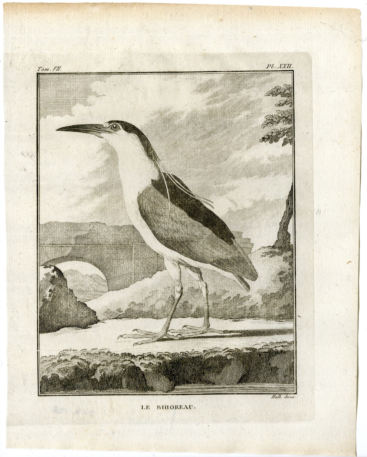 , Antique Print-BLACK CROWNED NIGHT HERON-NYCTICORAX-P 22-de Seve-Buffon-Hulk-1775, Pictura Antique Prints