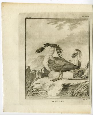 Antique Print-BOAT BILLED HERON-COCHLEARIUS-PL. 23-de Seve-Buffon-Hulk-1775