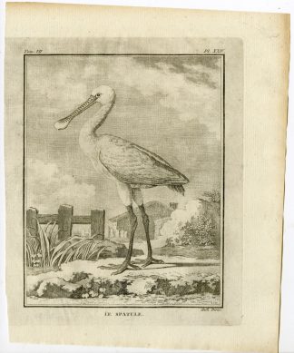 Antique Print-SPOONBILL-SPATULE-PL. 24-de Seve-Buffon-Hulk-1775