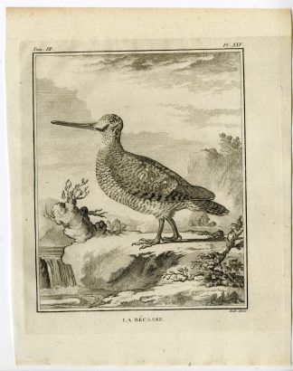 Antique Print-EURASIAN WOODCOCK-SCOLOPAX RUSTICOLA-PL. 25-Buffon-Hulk-1775