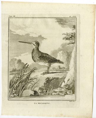 Antique Print-COMMON SNIPE-GALLINAGO-BECASSINE-PL. 26-de Seve-Buffon-Hulk-1775