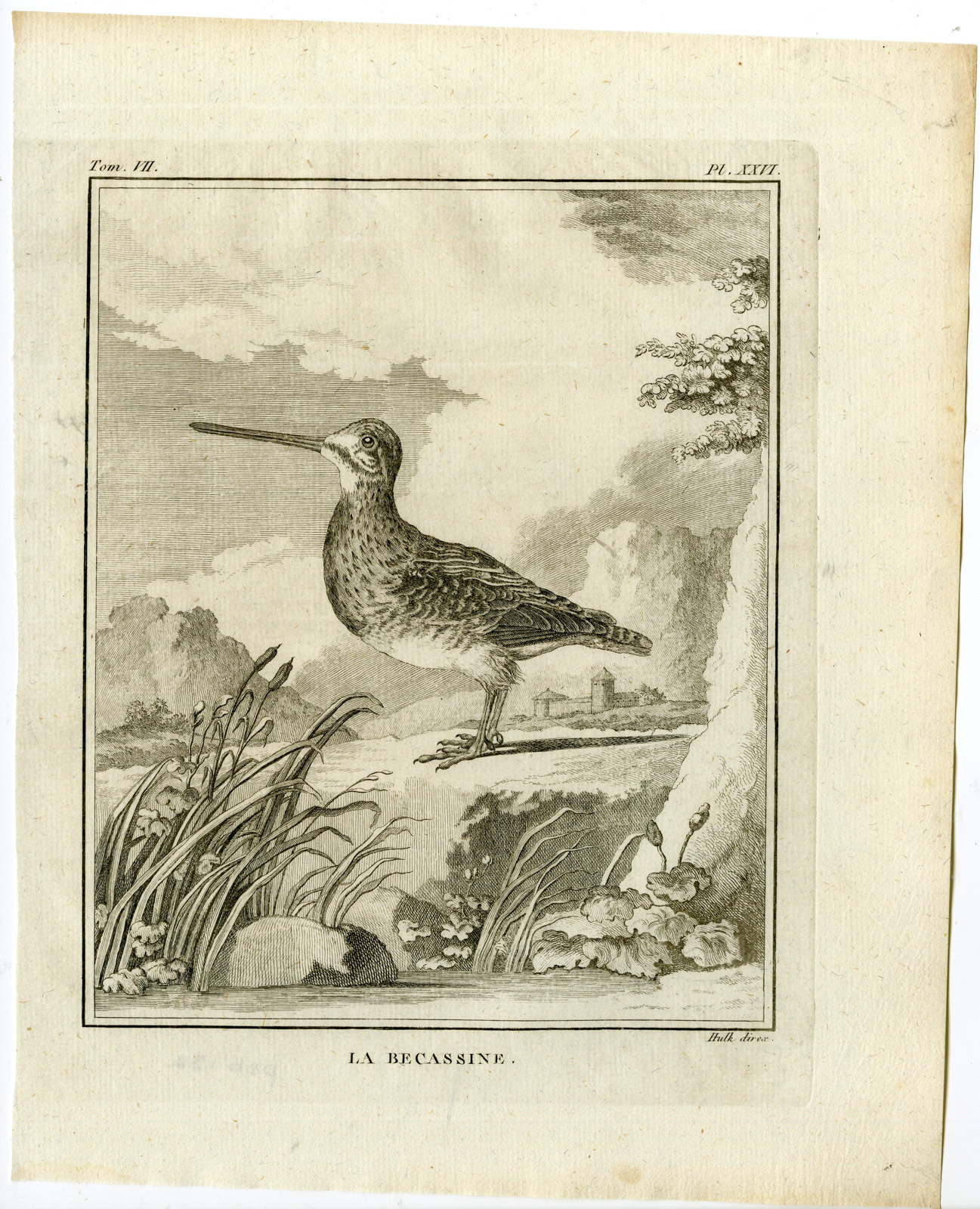 , Antique Print-COMMON SNIPE-GALLINAGO-BECASSINE-PL. 26-de Seve-Buffon-Hulk-1775, Pictura Antique Prints