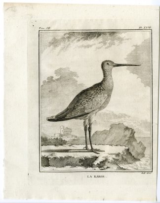 Antique Print-BAR TAILED GODWIT-LIMOSA LAPPONICA-PL. 27-de Seve-Buffon-Hulk-1775