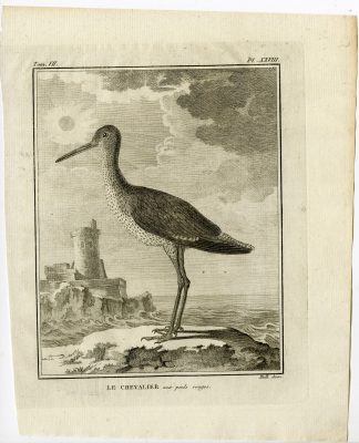 Antique Print-COMMON REDSHANK-TRINGA TOTANUS-PL. 28-de Seve-Buffon-Hulk-1775