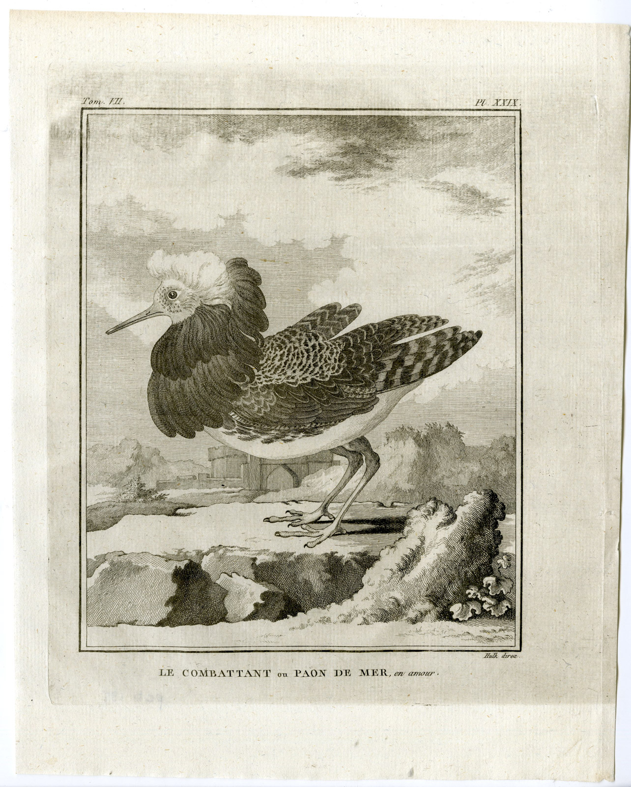 , Antique Print-RUFF-CALIDRIS PUGNAX-COMBATTANT-PL. 29-de Seve-Buffon-Hulk-1775, Pictura Antique Prints