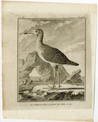 Antique Print-RUFF-CALIDRIS PUGNAX-MOULTING-PL. 30-de Seve-Buffon-Hulk-1775