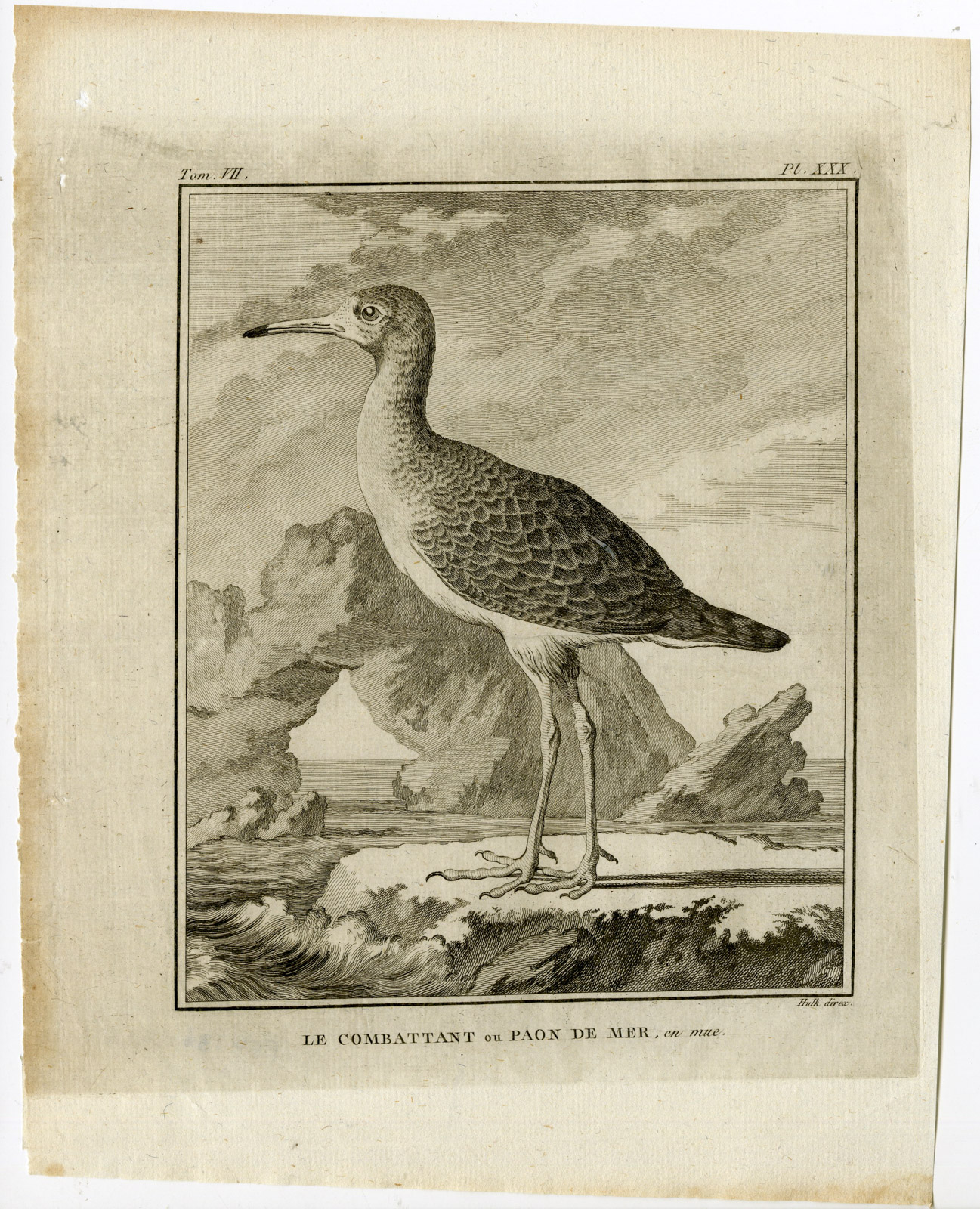 , Antique Print-RUFF-CALIDRIS PUGNAX-MOULTING-PL. 30-de Seve-Buffon-Hulk-1775, Pictura Antique Prints