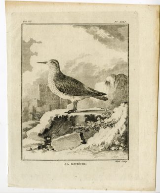 Antique Print-RED KNOT-CALIDRIS CANUTUS-MAUBECHE-PL. 31-de Seve-Buffon-Hulk-1775