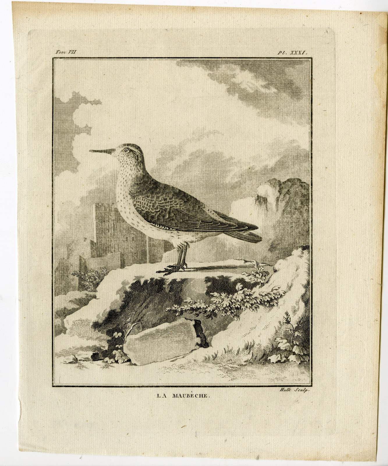 , Antique Print-RED KNOT-CALIDRIS CANUTUS-MAUBECHE-PL. 31-de Seve-Buffon-Hulk-1775, Pictura Antique Prints