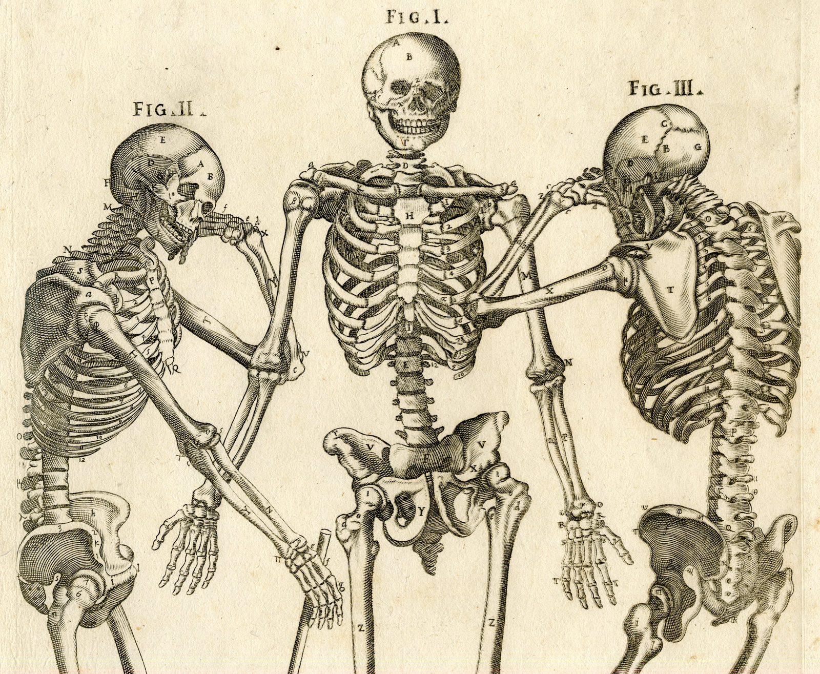 Pco 25788 416x342 Rare Antique Print-MALE SKELETON-SKULL-BONES-ANATOMY-Cortona-Chiamberlano-1788 - Image 2