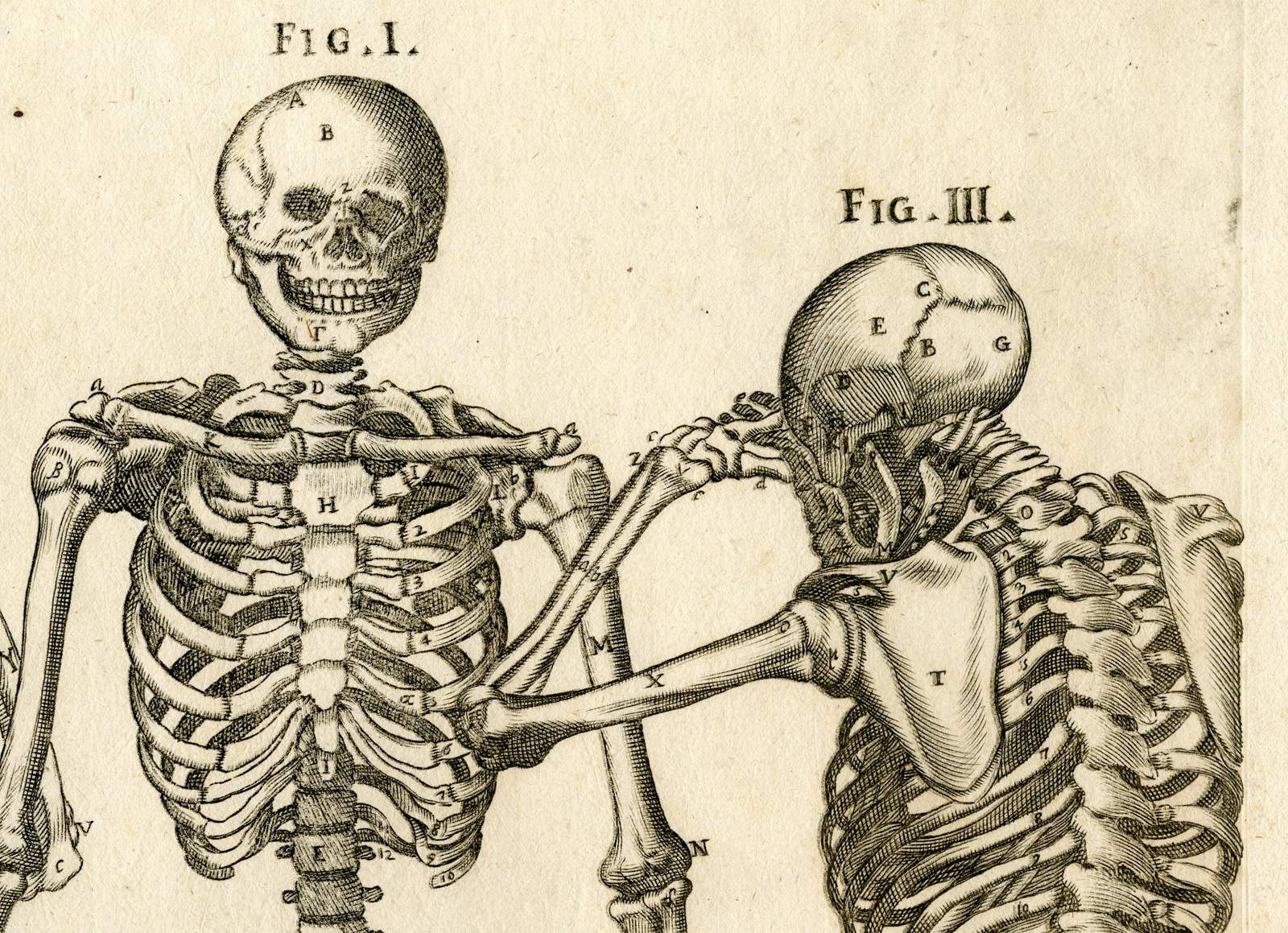 Pco 25789 416x301 Rare Antique Print-MALE SKELETON-SKULL-BONES-ANATOMY-Cortona-Chiamberlano-1788 - Image 3
