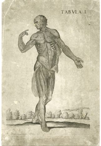 Rare Antique Print-MALE ANATOMY-T.I-MUSCLES-VEINES-da Cortona-Chiamberlano-1788