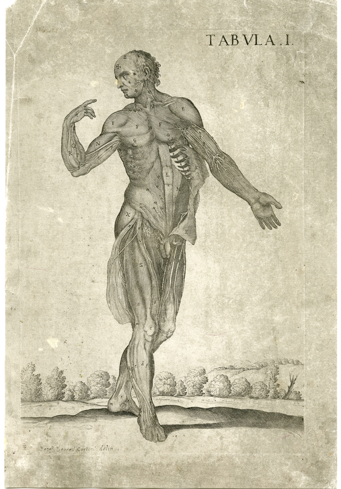 Pco 4976 416x596 Rare Antique Print-MALE ANATOMY-T.I-MUSCLES-VEINES-da Cortona-Chiamberlano-1788