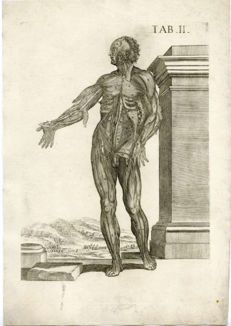 Rare Antique Print-MALE ANATOMY-T.II-MUSCLES-VEINES-da Cortona-Chiamberlano-1788