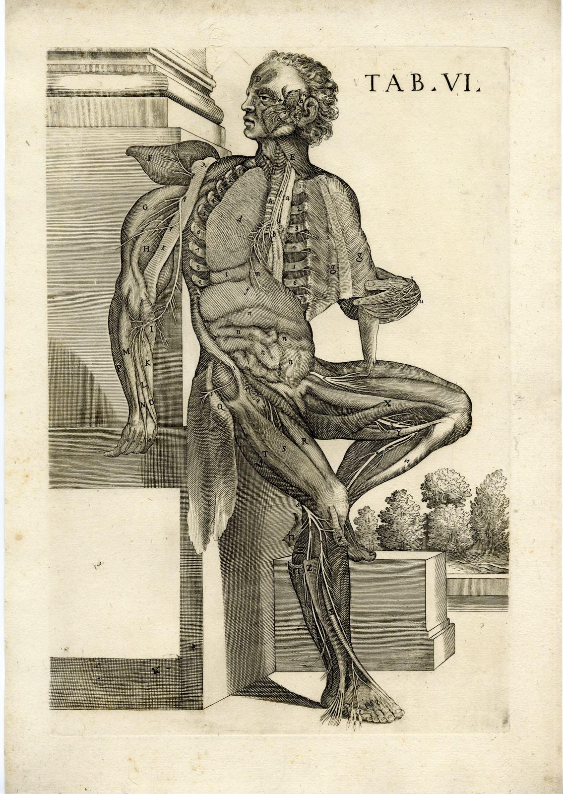 , Antique Print-ORGANS-LUNG-LIVER-INTESTINES-MUSCLES-Cortona-Chiamberlano-1788, Pictura Antique Prints