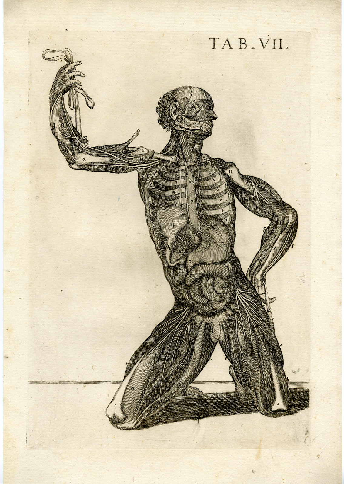 , Rare Antique Print-BICEPS-AORTA-INTESTINES-MUSCLES-Cortona-Chiamberlano-1788, Pictura Antique Prints