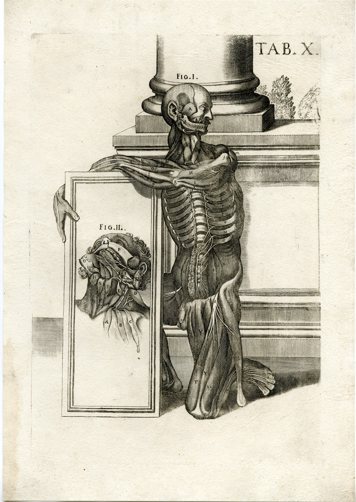 Pco 4985 416x586 Rare Antique Print-VERTEBRAE-MUSCLE-RIB CAGE-BONE-JAW-Cortona-Chiamberlano-1788